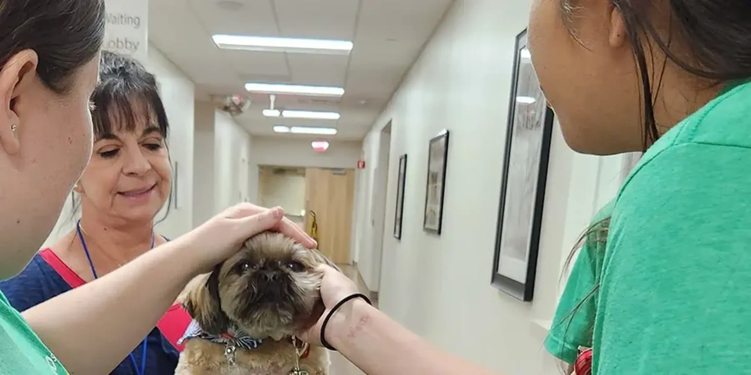 Trevor therapy dog at Berkeley hospital
