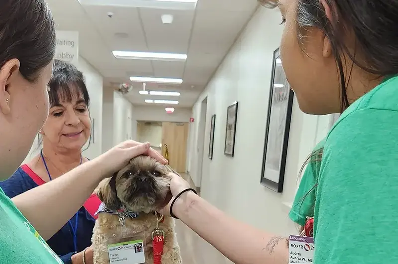 Trevor therapy dog at Berkeley hospital