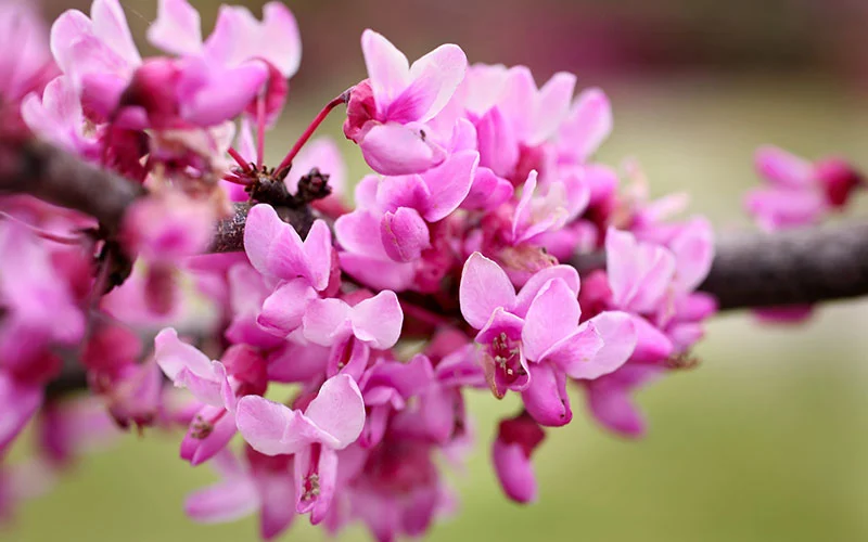 136flowers