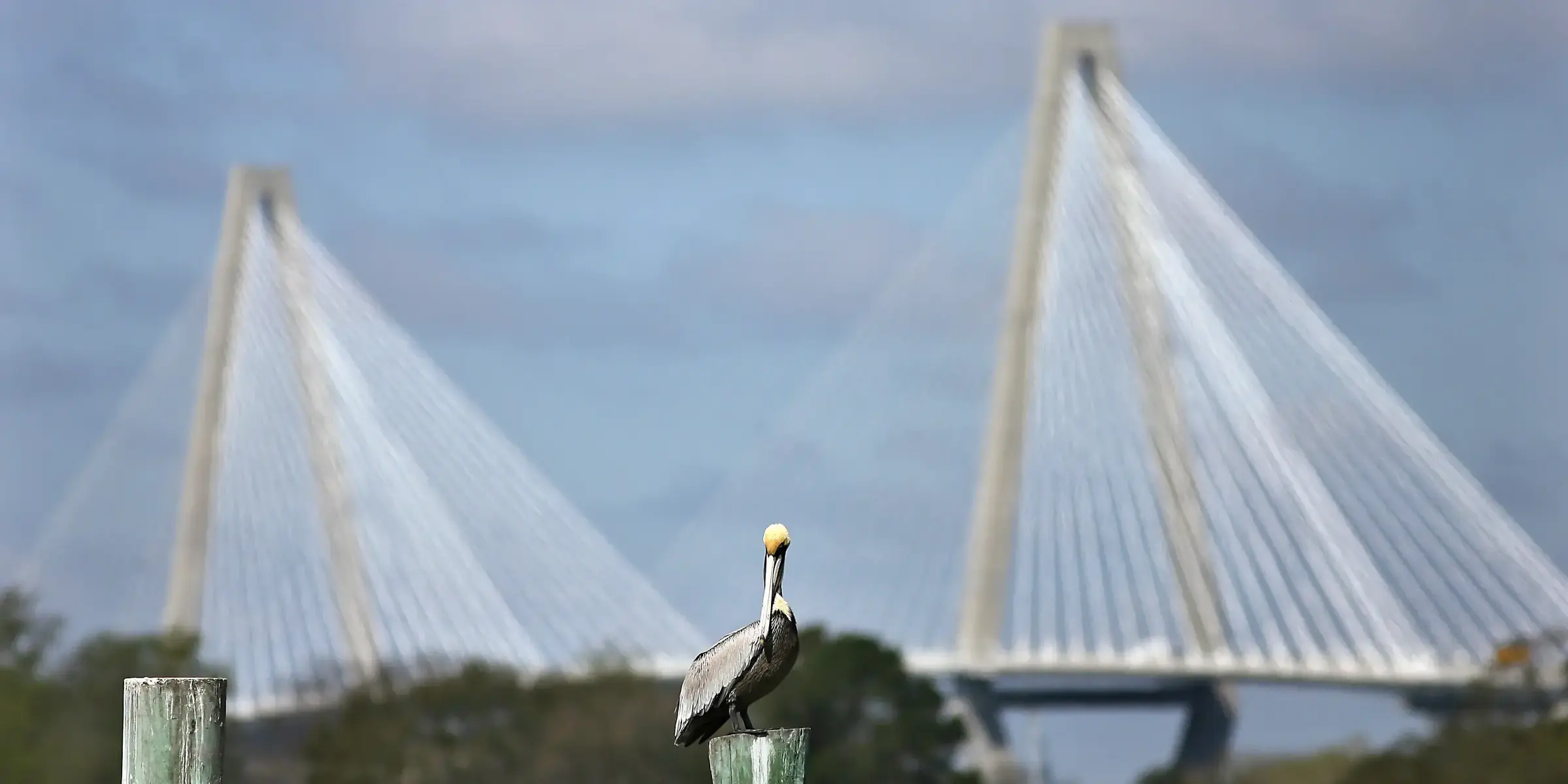 ravenel bridge