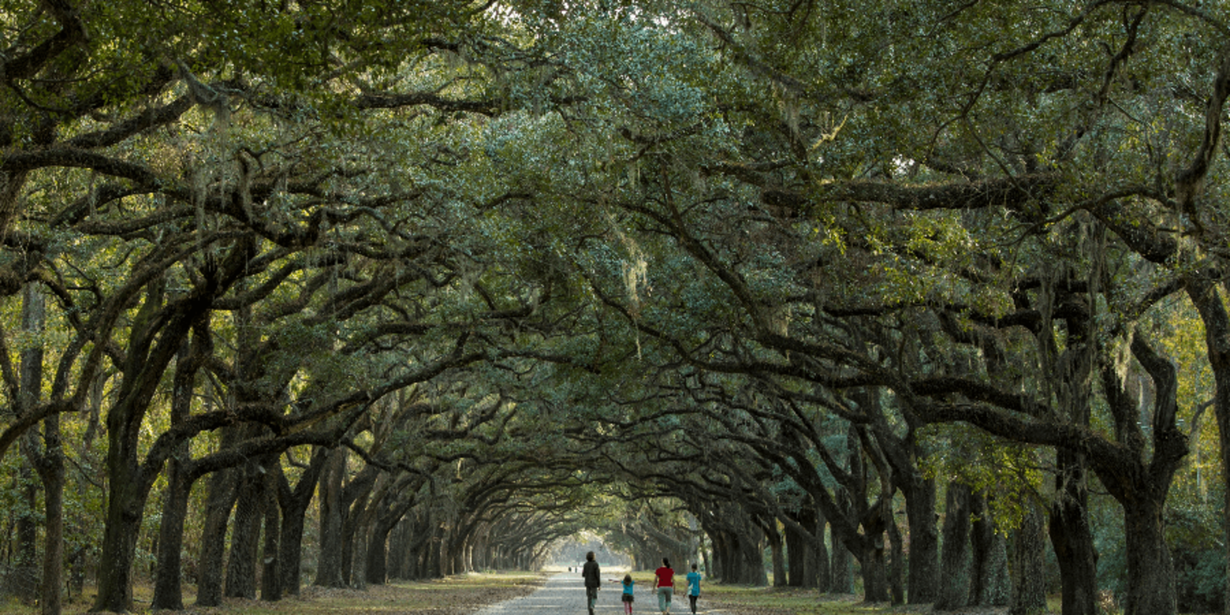longevity-family-walking-between-isle-of-trees