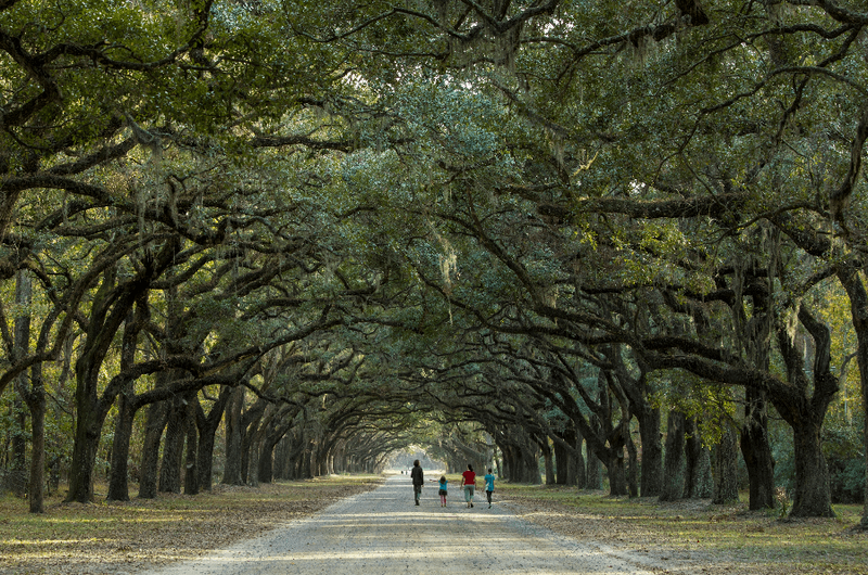 longevity-family-walking-between-isle-of-trees