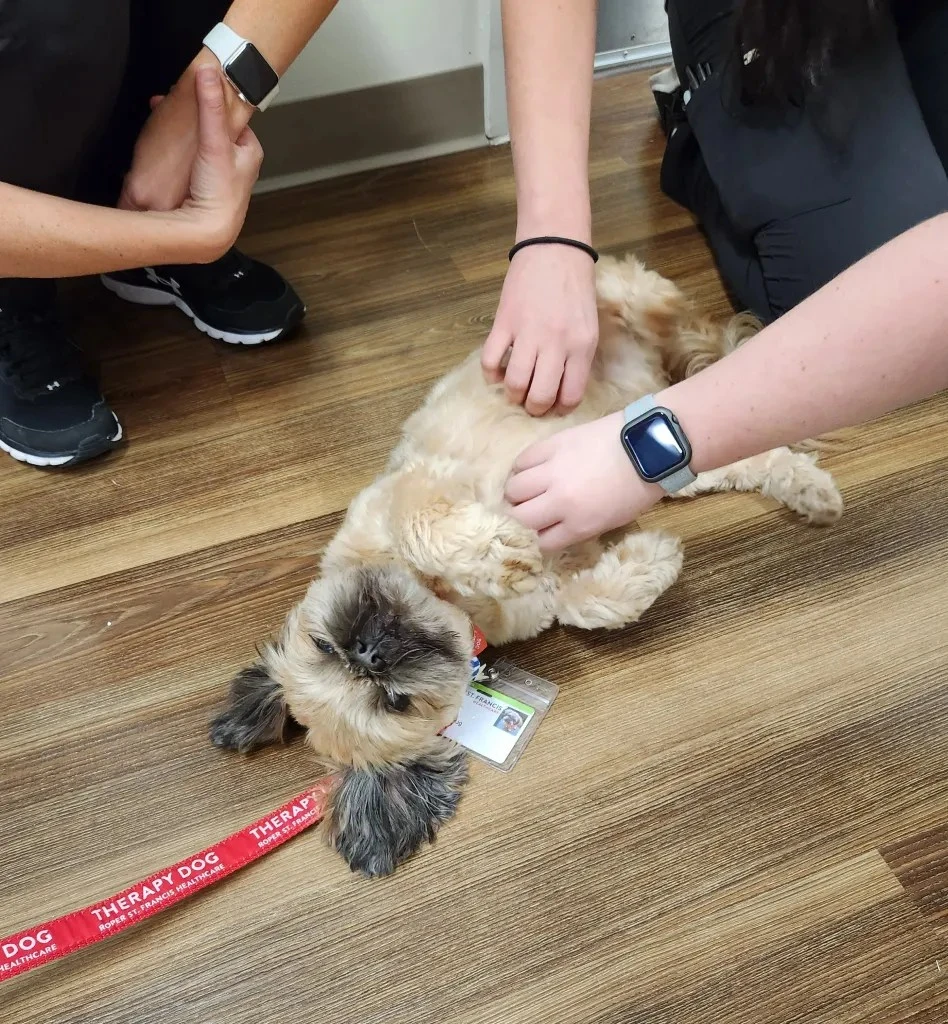 Trevor, therapy dog, getting belly rubs