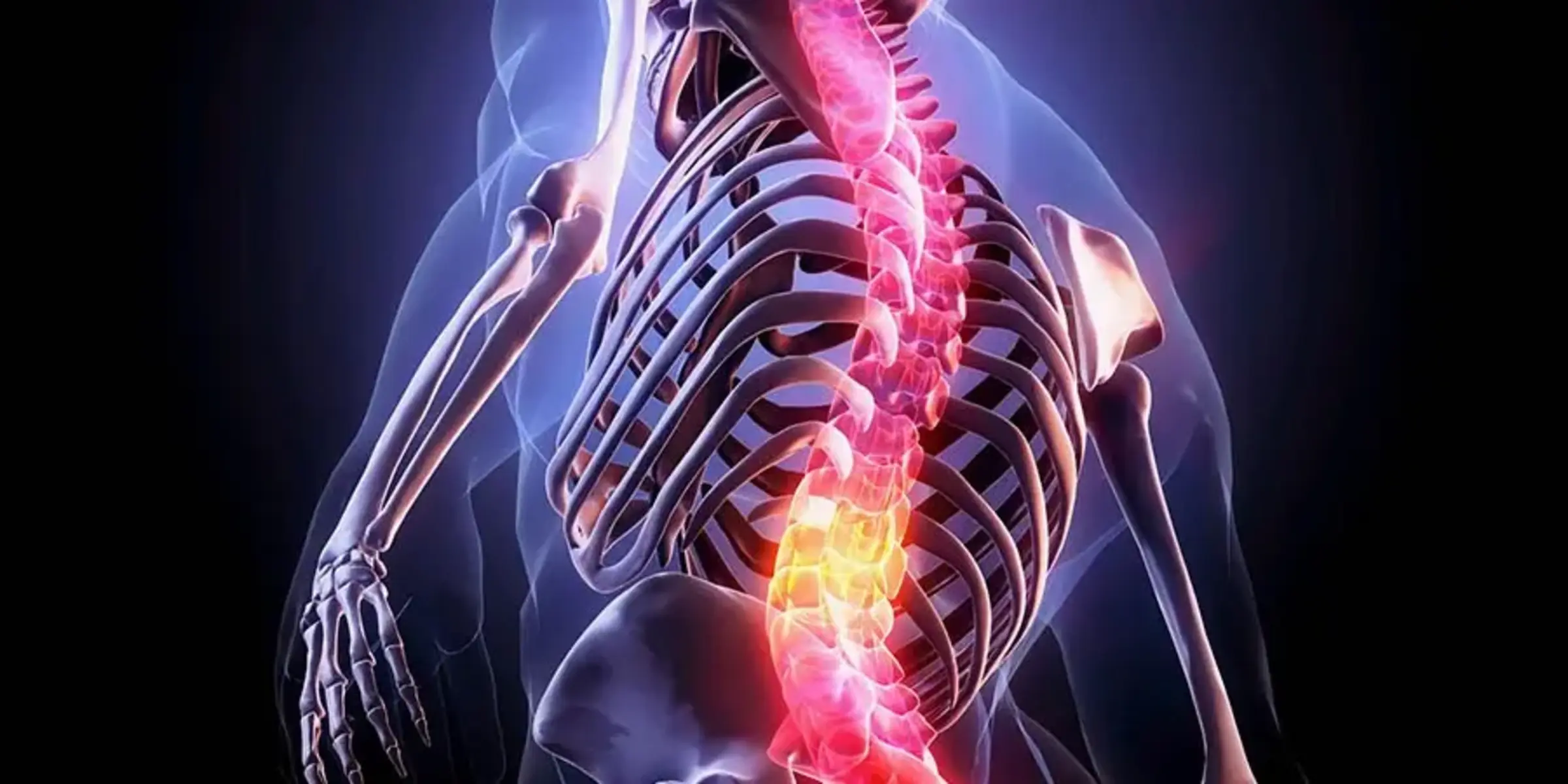 Human spine