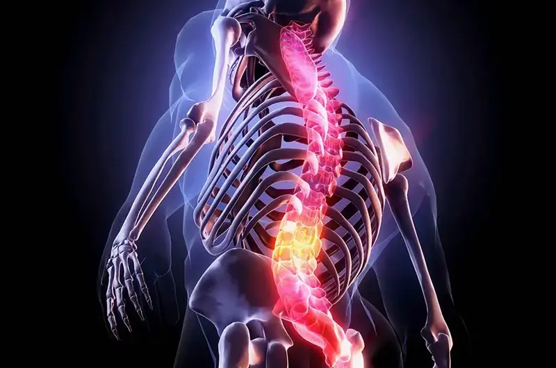 Human spine