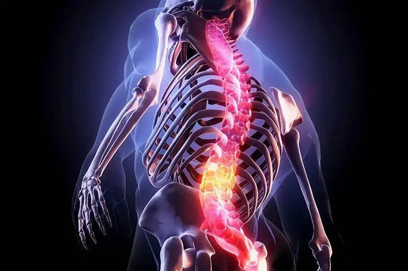 Human spine