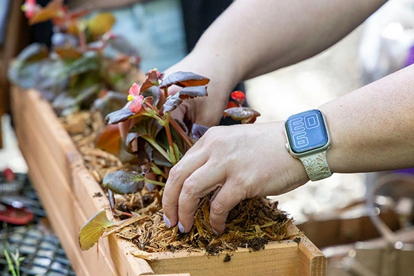 Teammate adding mulch to succulent plant