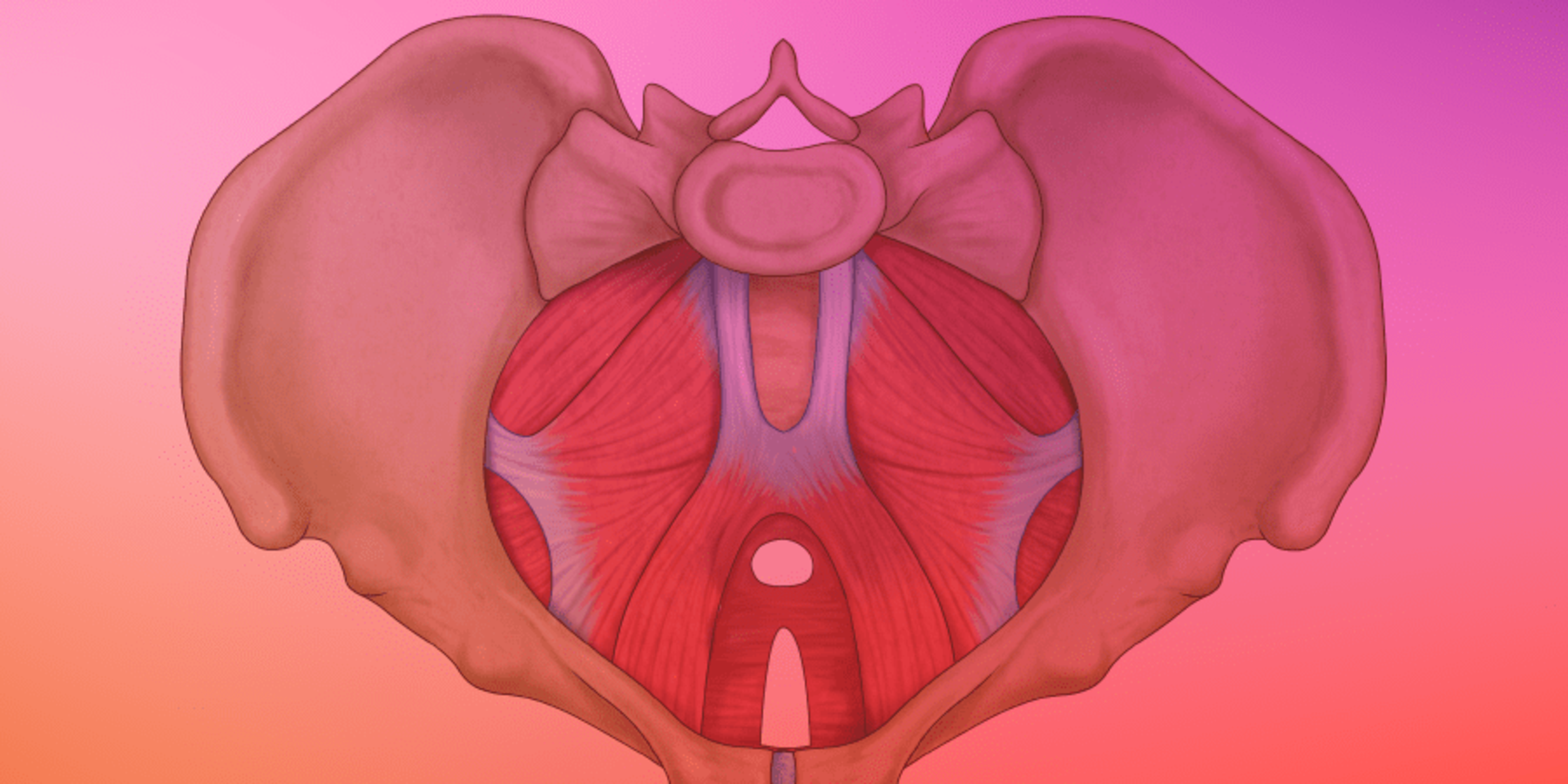 pelvic floor model