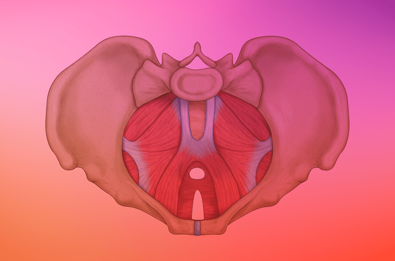 pelvic floor model