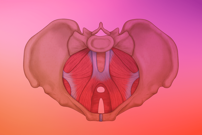 pelvic floor model