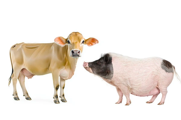cow and pig