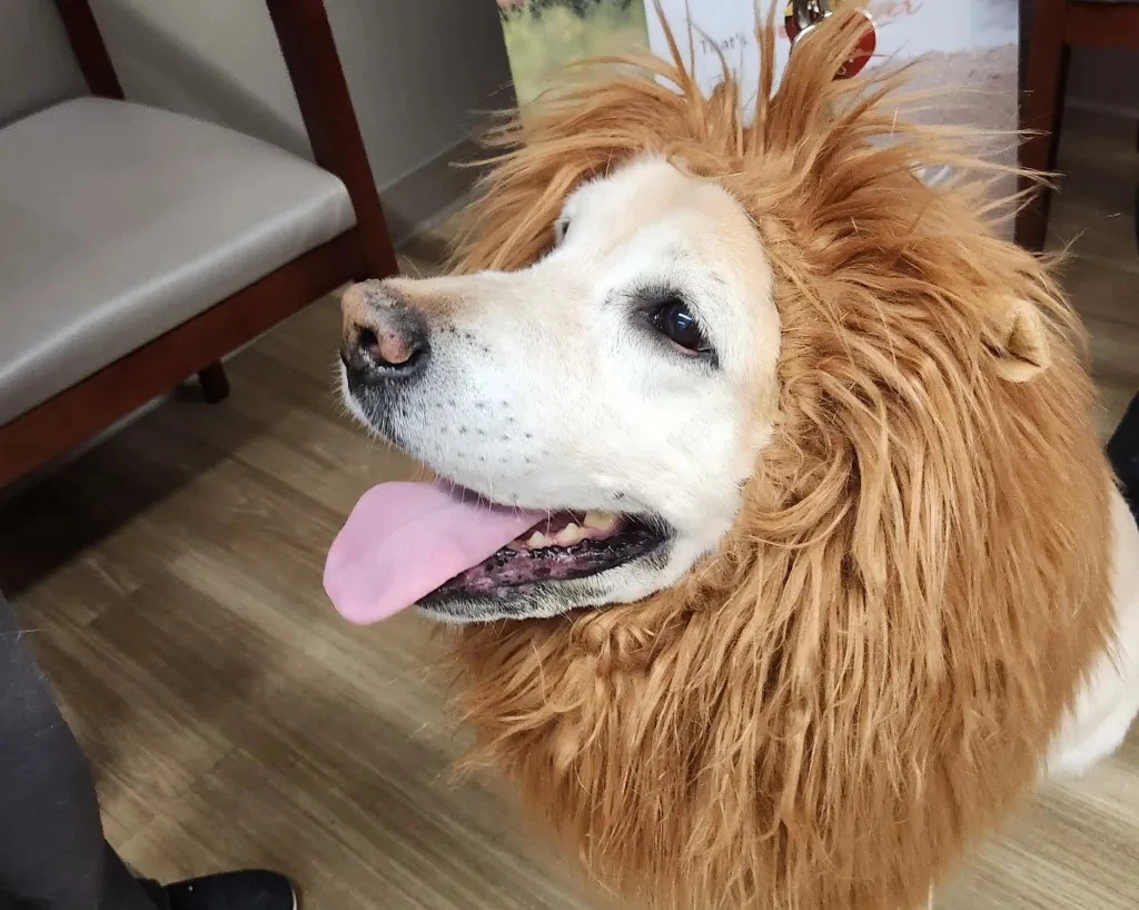 therapy dog in a lion Halloween costume