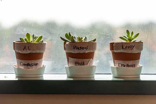 succulents